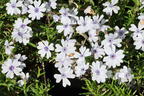 Teppich-Flammenblume 'Bavaria' - Phlox subulata 'Bavaria'