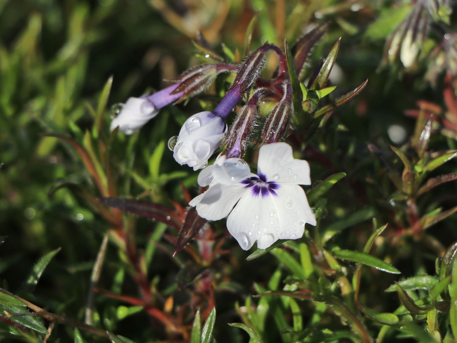 Teppich-Flammenblume 'Bavaria' - Phlox subulata 'Bavaria'