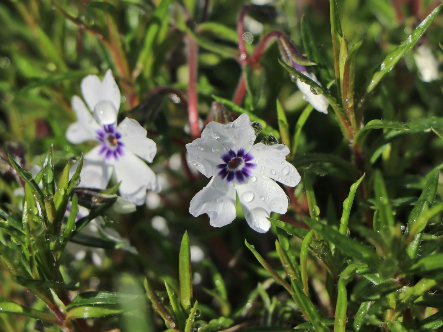 Teppich-Flammenblume 'Bavaria' - Phlox subulata 'Bavaria'