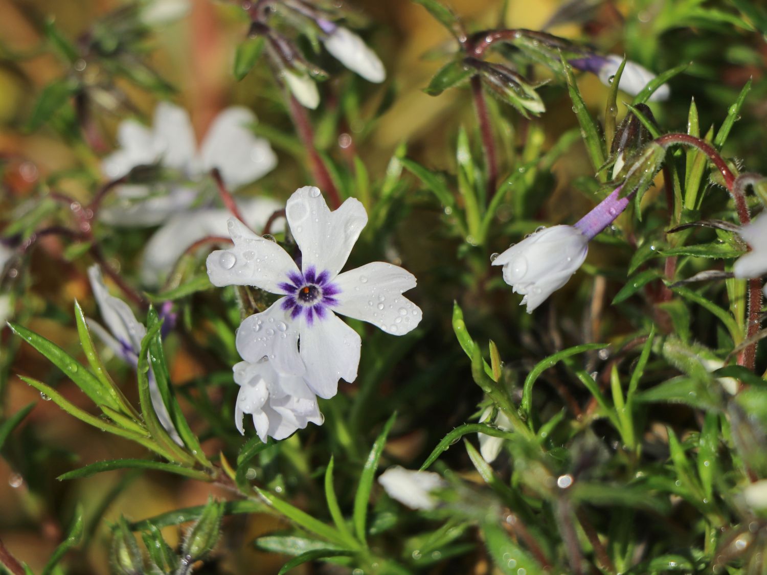 Teppich-Flammenblume 'Bavaria' - Phlox subulata 'Bavaria'