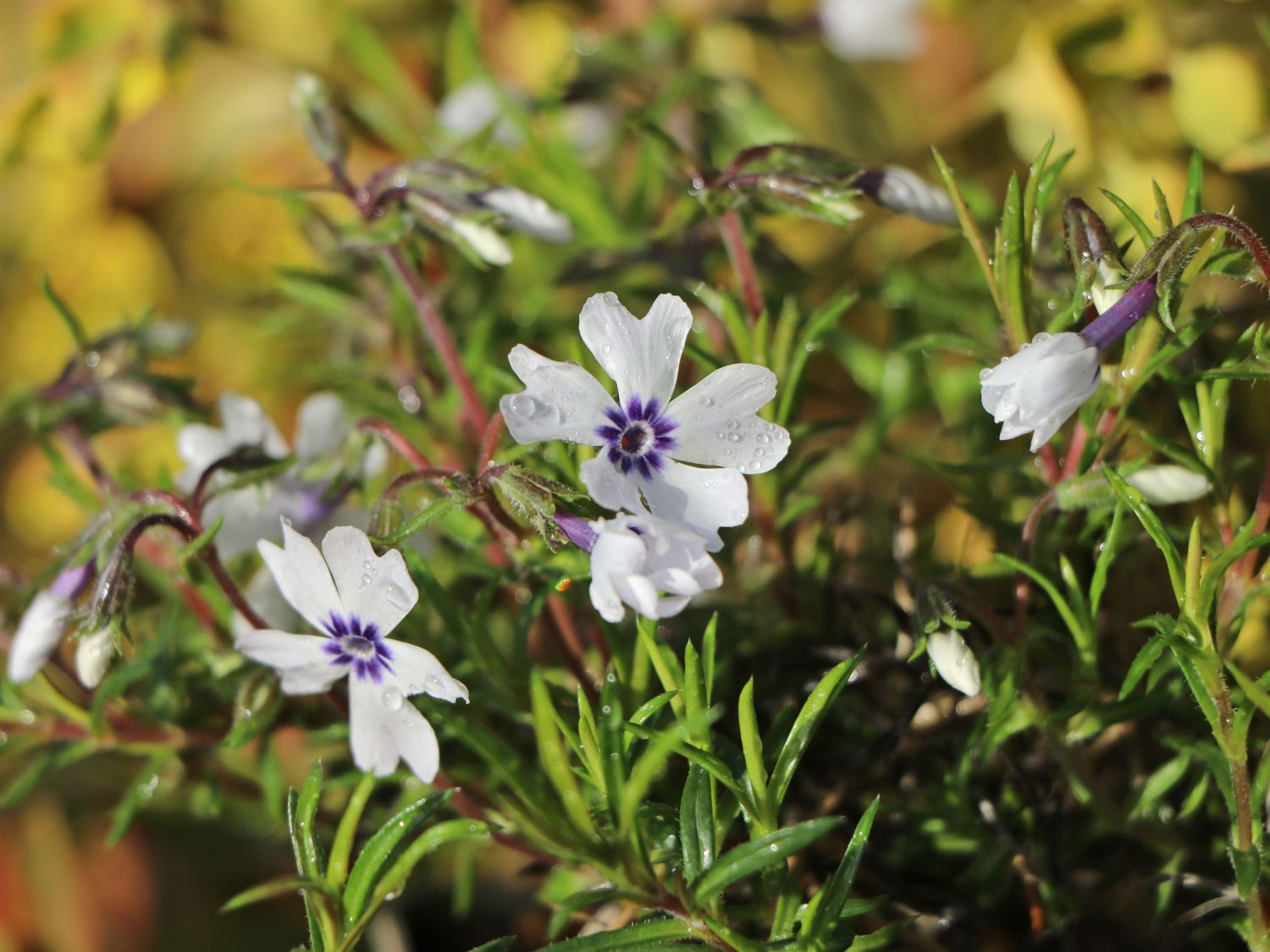 Teppich-Flammenblume 'Bavaria' - Phlox subulata 'Bavaria'