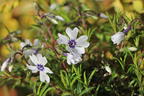 Teppich-Flammenblume 'Bavaria' - Phlox subulata 'Bavaria'