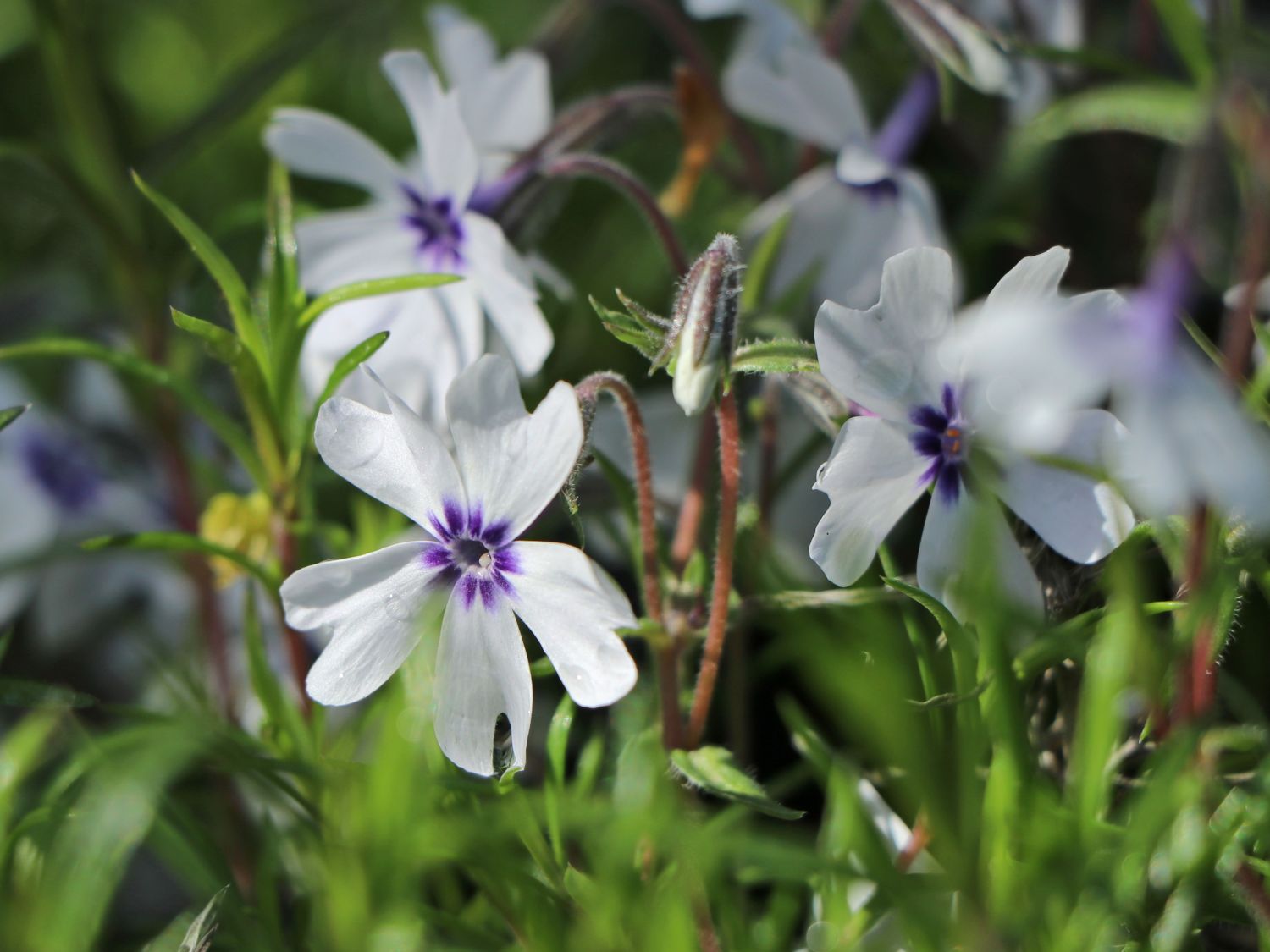 Teppich-Flammenblume 'Bavaria' - Phlox subulata 'Bavaria'