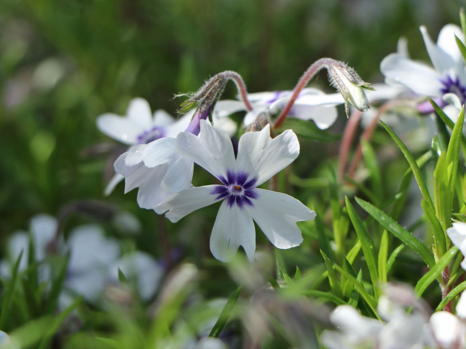 Teppich-Flammenblume 'Bavaria' - Phlox subulata 'Bavaria'