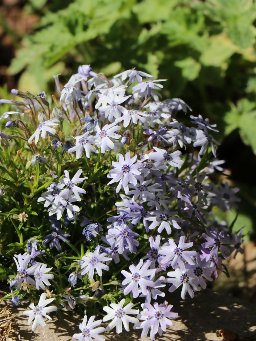 Teppich-Flammenblume 'Bavaria' - Phlox subulata 'Bavaria'