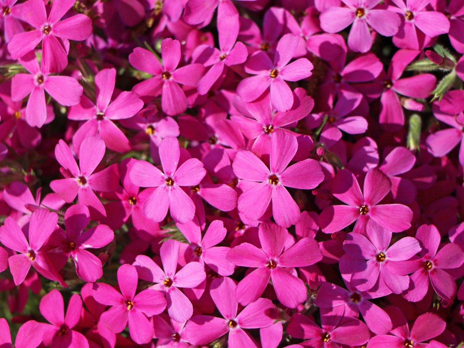Teppich-Flammenblume 'Crackerjack' - Phlox douglasii 'Crackerjack'