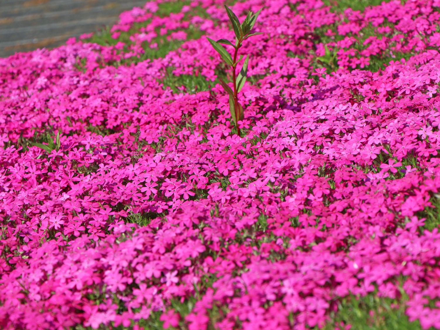 Teppich-Flammenblume 'Crackerjack' - Phlox douglasii 'Crackerjack'