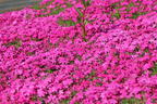 Teppich-Flammenblume 'Crackerjack' - Phlox douglasii 'Crackerjack'