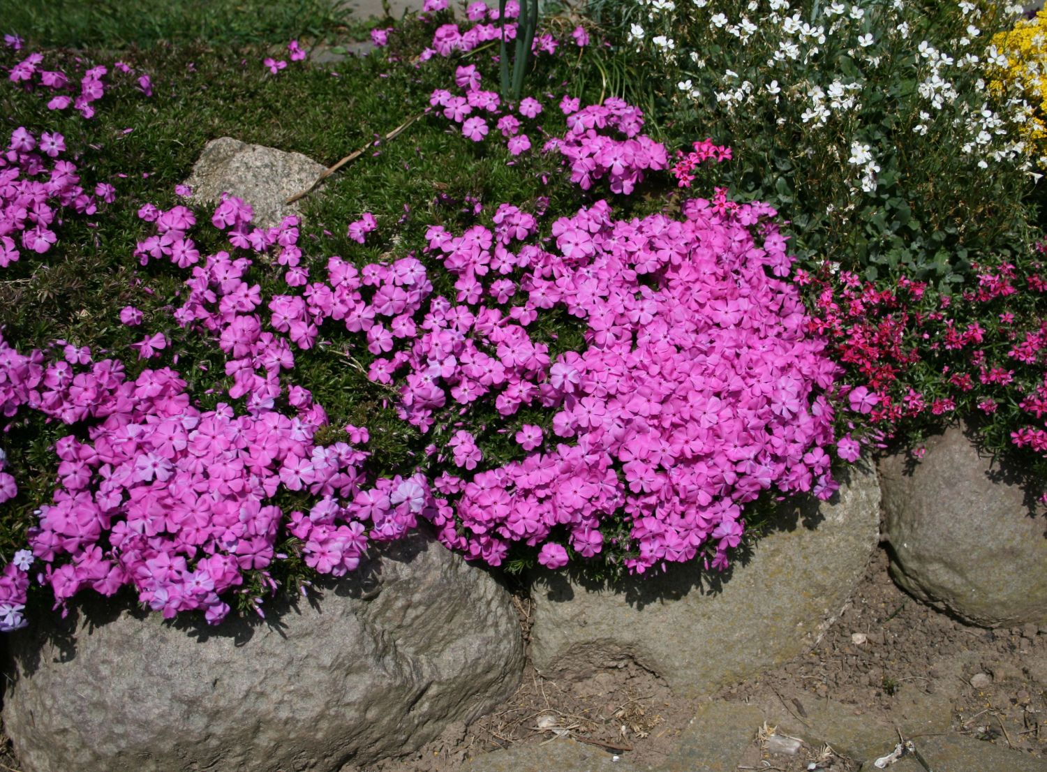 Teppich-Flammenblume 'Crackerjack' - Phlox douglasii 'Crackerjack'