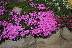 Teppich-Flammenblume 'Crackerjack' - Phlox douglasii 'Crackerjack'