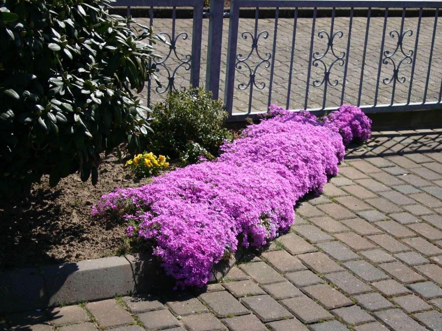 Teppich-Flammenblume 'Crackerjack' - Phlox douglasii 'Crackerjack'