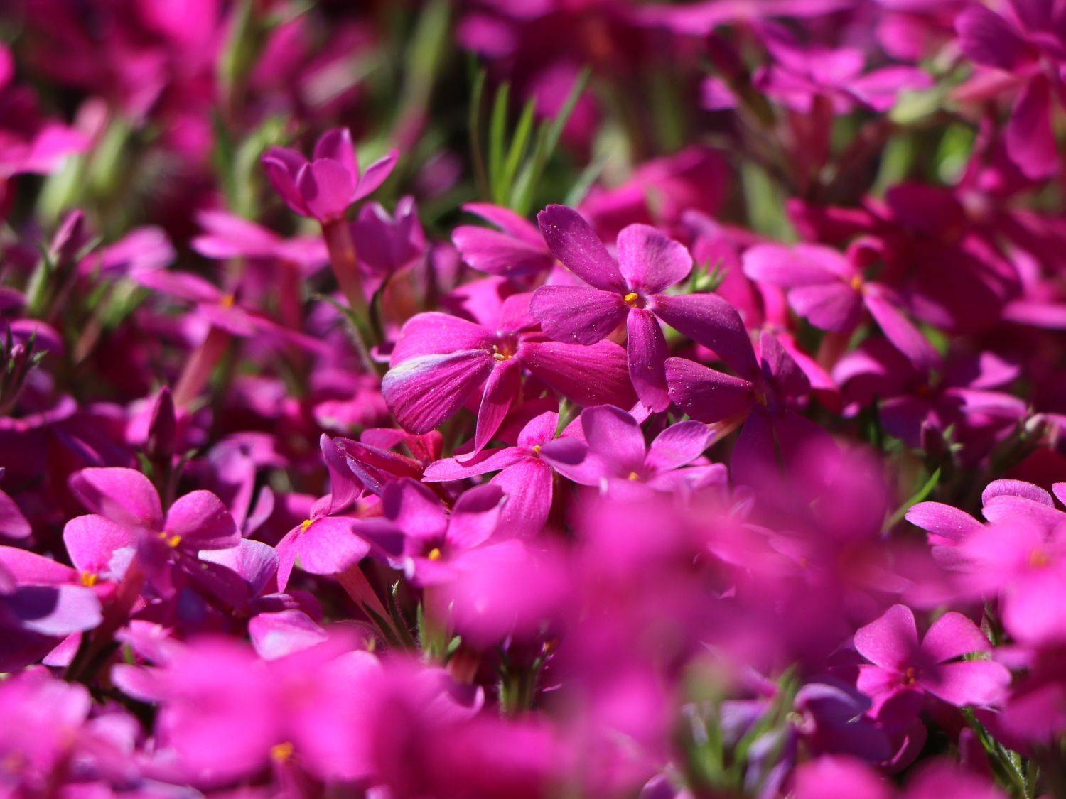 Teppich-Flammenblume 'Crackerjack' - Phlox douglasii 'Crackerjack'