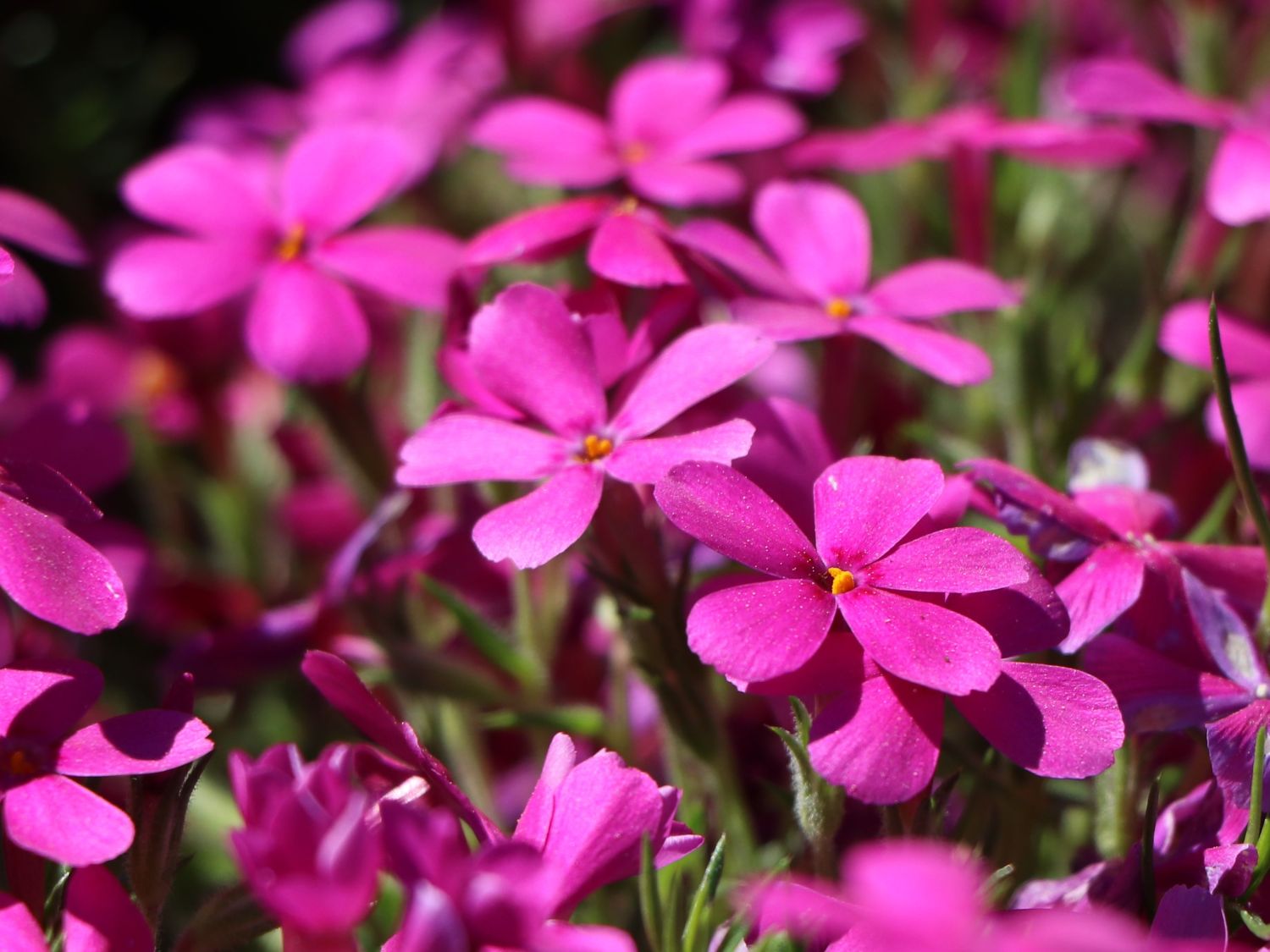 Teppich-Flammenblume 'Crackerjack' - Phlox douglasii 'Crackerjack'
