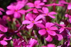 Teppich-Flammenblume 'Crackerjack' - Phlox douglasii 'Crackerjack'