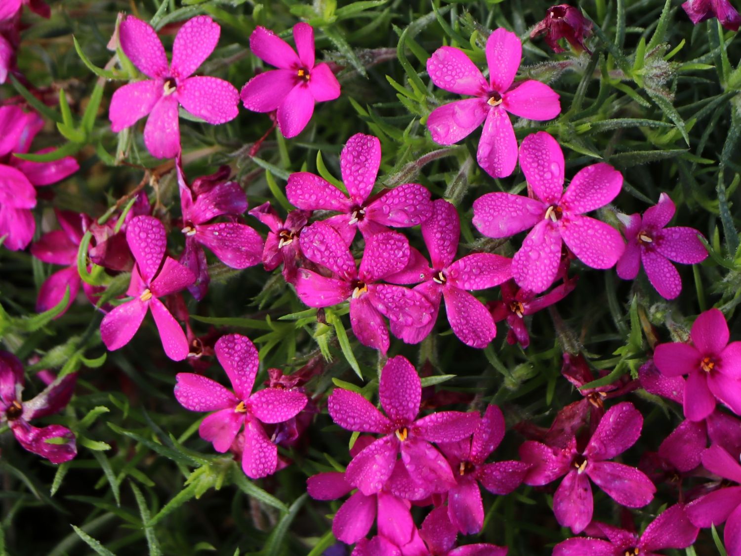 Teppich-Flammenblume 'Crackerjack' - Phlox douglasii 'Crackerjack'