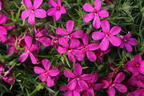 Teppich-Flammenblume 'Crackerjack' - Phlox douglasii 'Crackerjack'