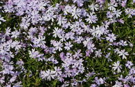 Teppich-Flammenblume 'Fabulous Blue Violet'