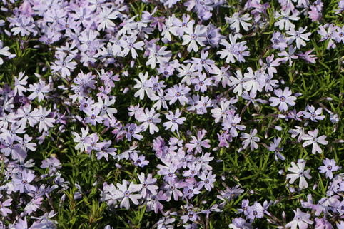 Teppich-Flammenblume 'Fabulous Blue Violet' - Phlox subulata 'Fabulous Blue Violet'