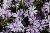 Teppich-Flammenblume 'Fabulous Blue Violet' - Phlox subulata 'Fabulous Blue Violet'