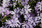 Teppich-Flammenblume 'Fabulous Blue Violet' - Phlox subulata 'Fabulous Blue Violet'