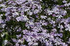 Teppich-Flammenblume 'Fabulous Blue Violet' - Phlox subulata 'Fabulous Blue Violet'
