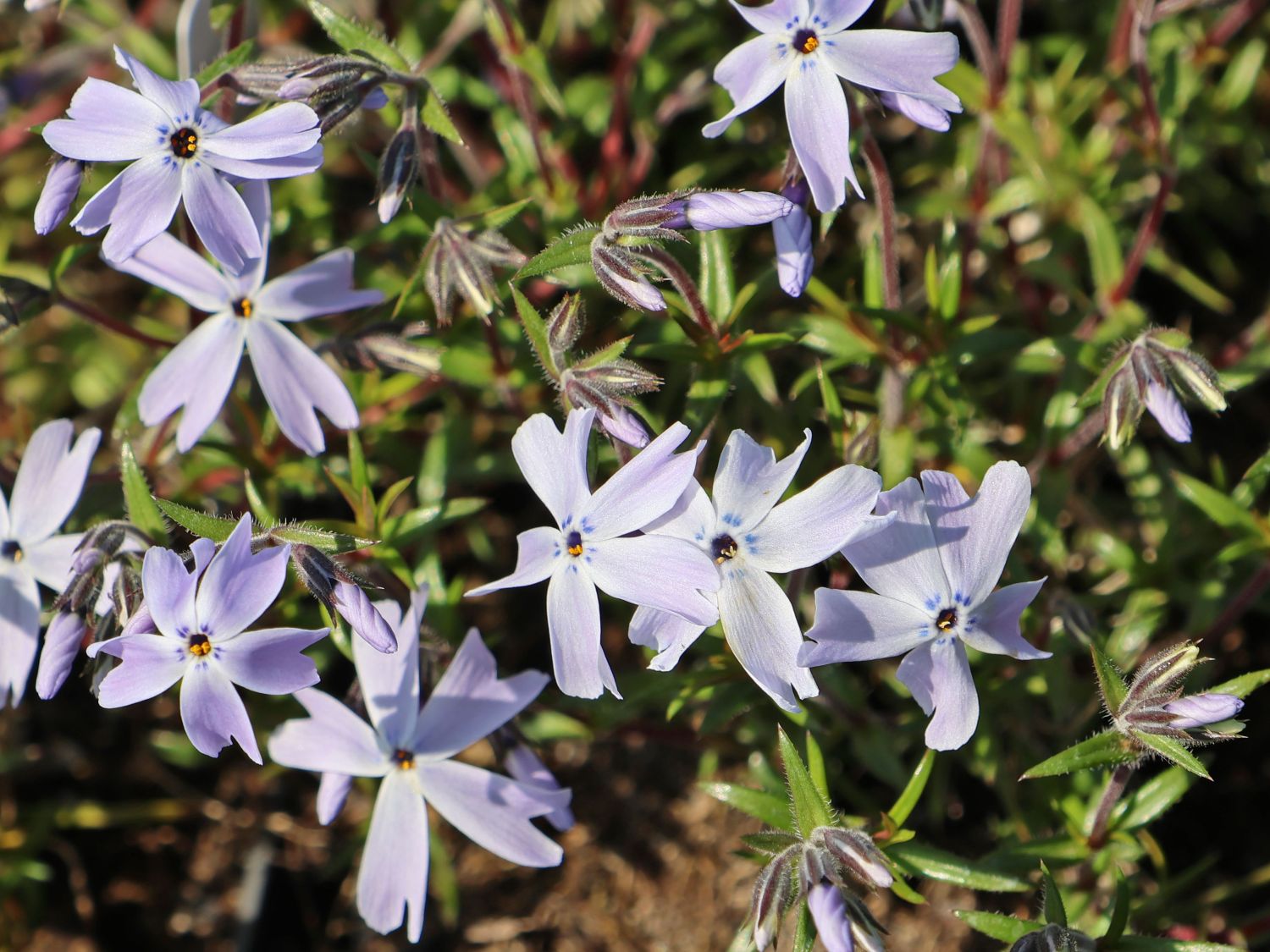 Teppich-Flammenblume 'G.F. Wilson'