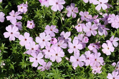 Teppich-Flammenblume 'Lachsjuwel' - Phlox douglasii 'Lachsjuwel'