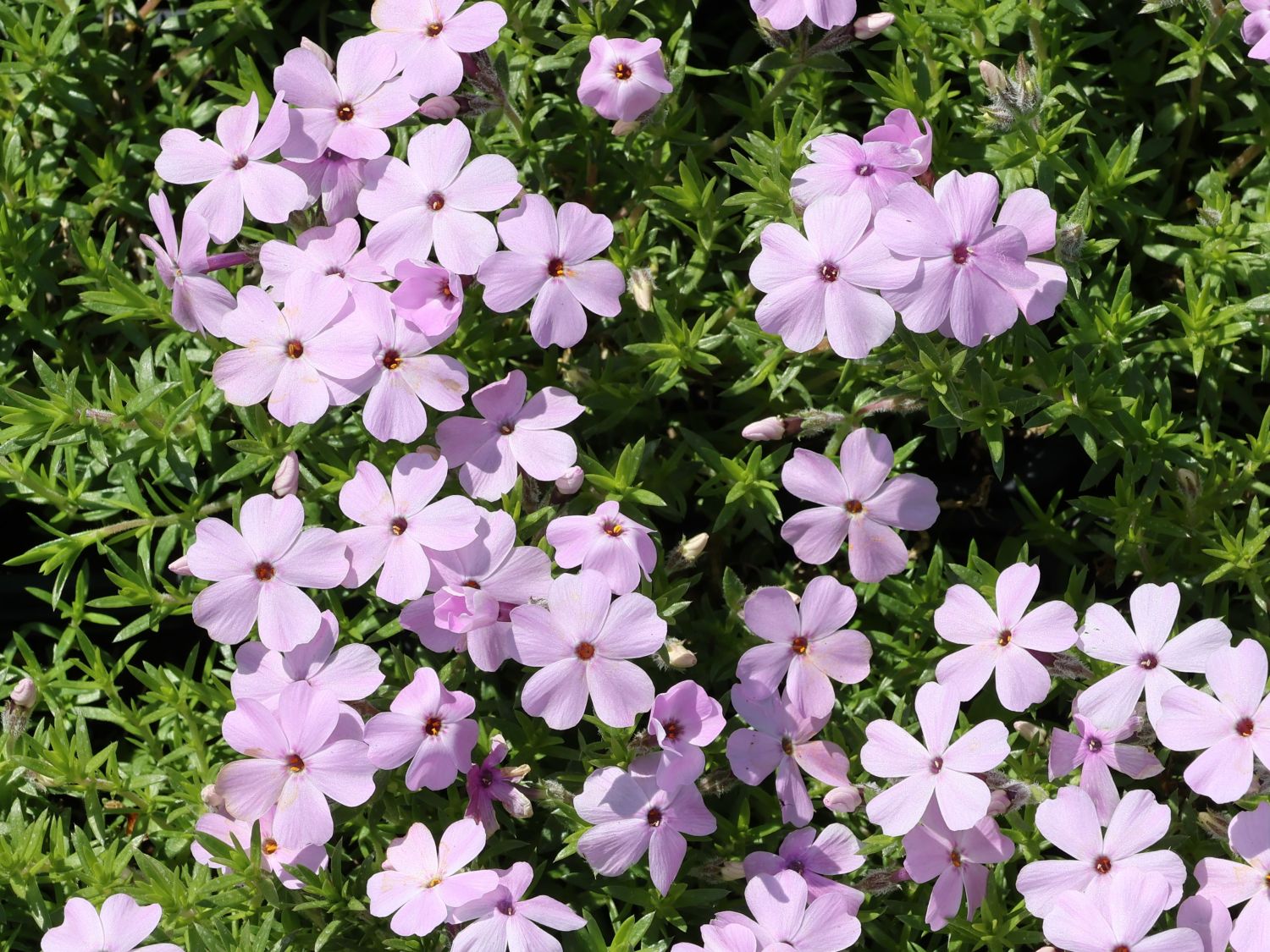 Teppich-Flammenblume 'Lachsjuwel' - Phlox douglasii 'Lachsjuwel'