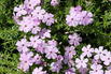 Teppich-Flammenblume 'Lachsjuwel' - Phlox douglasii 'Lachsjuwel'
