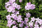 Teppich-Flammenblume 'Lachsjuwel' - Phlox douglasii 'Lachsjuwel'
