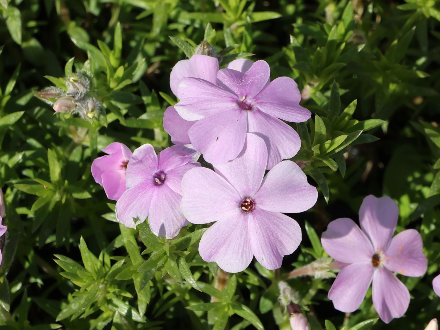 Teppich-Flammenblume 'Lachsjuwel' - Phlox douglasii 'Lachsjuwel'
