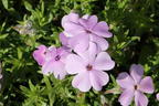 Teppich-Flammenblume 'Lachsjuwel' - Phlox douglasii 'Lachsjuwel'