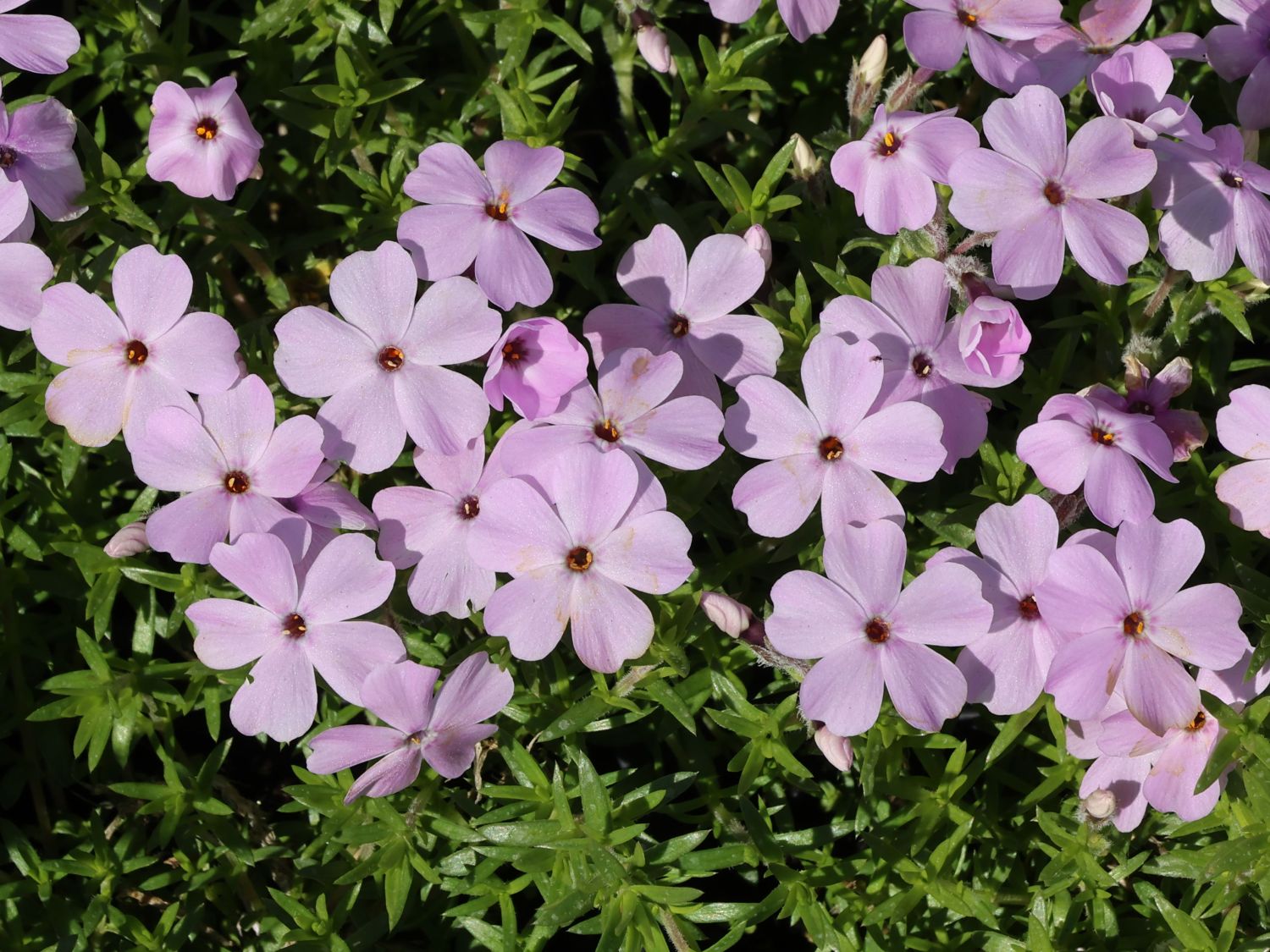 Teppich-Flammenblume 'Lachsjuwel' - Phlox douglasii 'Lachsjuwel'
