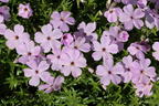 Teppich-Flammenblume 'Lachsjuwel' - Phlox douglasii 'Lachsjuwel'