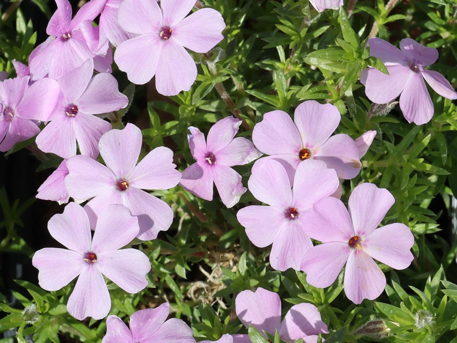 Teppich-Flammenblume 'Lachsjuwel' - Phlox douglasii 'Lachsjuwel'