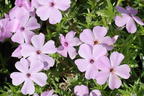 Teppich-Flammenblume 'Lachsjuwel' - Phlox douglasii 'Lachsjuwel'