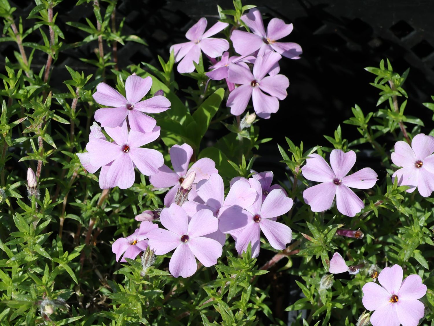 Teppich-Flammenblume 'Lachsjuwel' - Phlox douglasii 'Lachsjuwel'