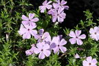 Teppich-Flammenblume 'Lachsjuwel' - Phlox douglasii 'Lachsjuwel'