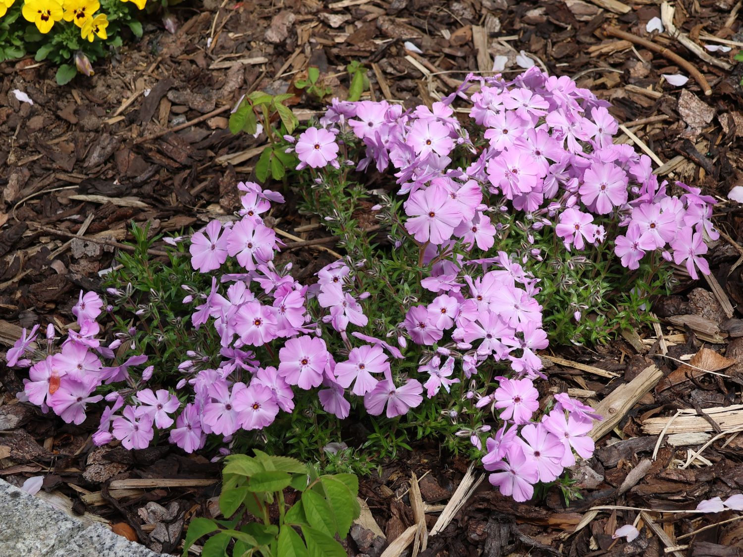 Teppich-Flammenblume 'Lilac Cloud'