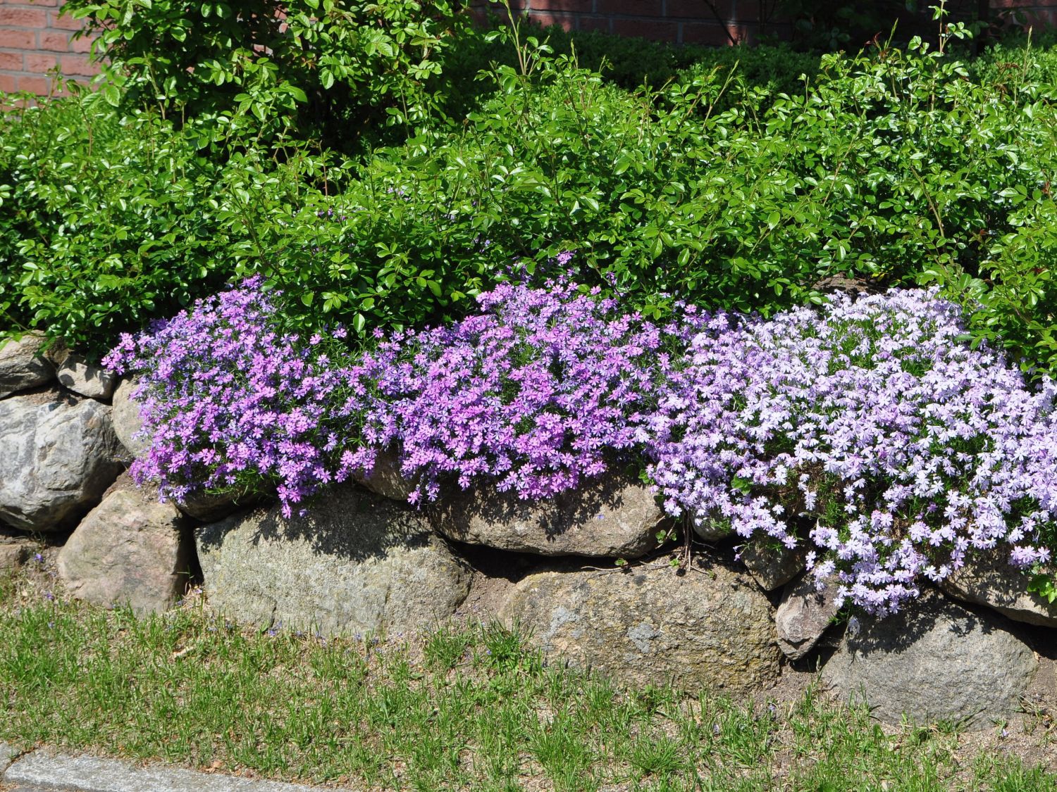 Sperrkrautgewächse (Polemoniaceae)