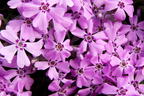 Teppich-Flammenblume 'Rosette' - Phlox subulata 'Rosette'
