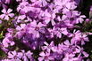 Teppich-Flammenblume 'Rosette' - Phlox subulata 'Rosette'