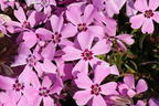 Teppich-Flammenblume 'Rosette' - Phlox subulata 'Rosette'