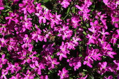 Teppich-Flammenblume 'Samson'