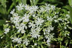 Teppich-Flammenblume 'Snowflake' - Phlox subulata 'Snowflake'
