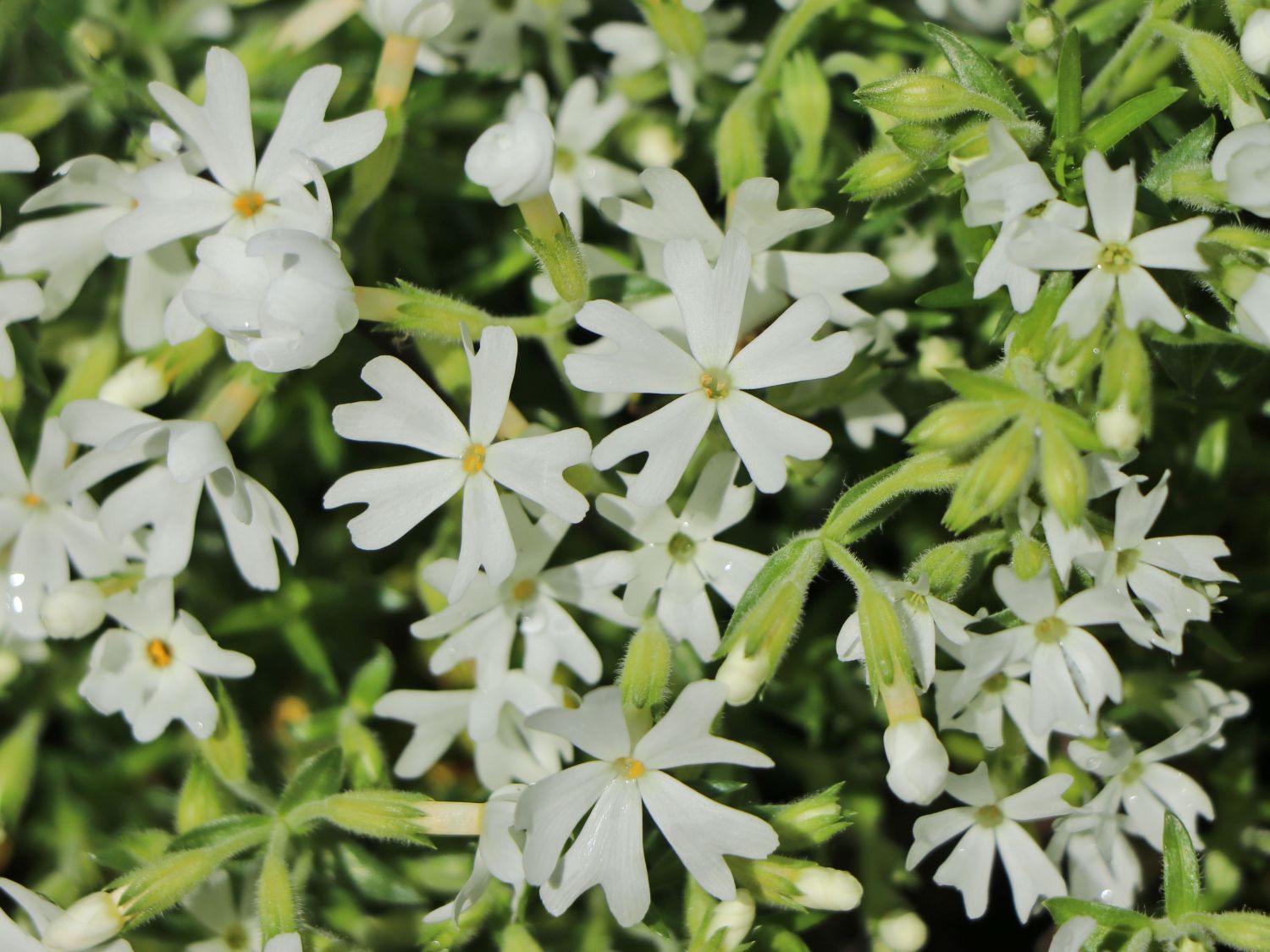 Teppich-Flammenblume 'Snowflake' - Phlox subulata 'Snowflake'