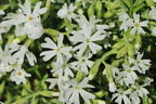 Teppich-Flammenblume 'Snowflake' - Phlox subulata 'Snowflake'
