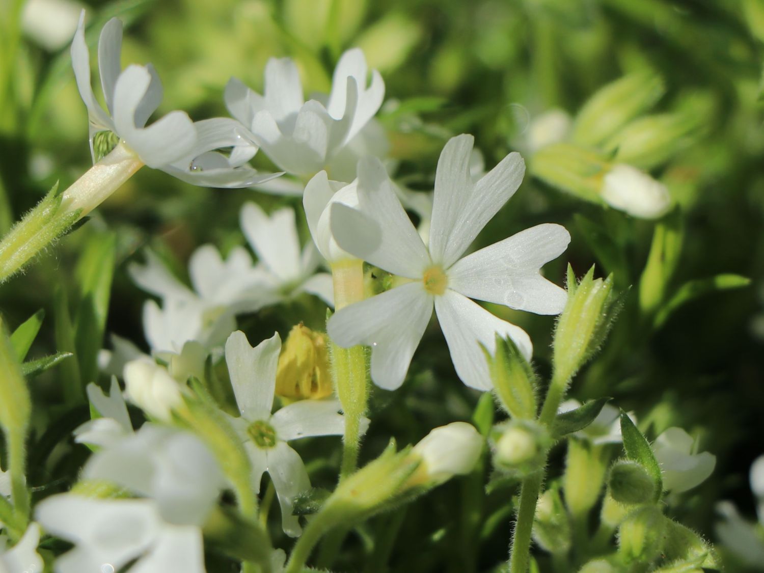 Teppich-Flammenblume 'Snowflake' - Phlox subulata 'Snowflake'