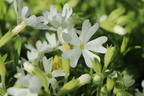Teppich-Flammenblume 'Snowflake' - Phlox subulata 'Snowflake'