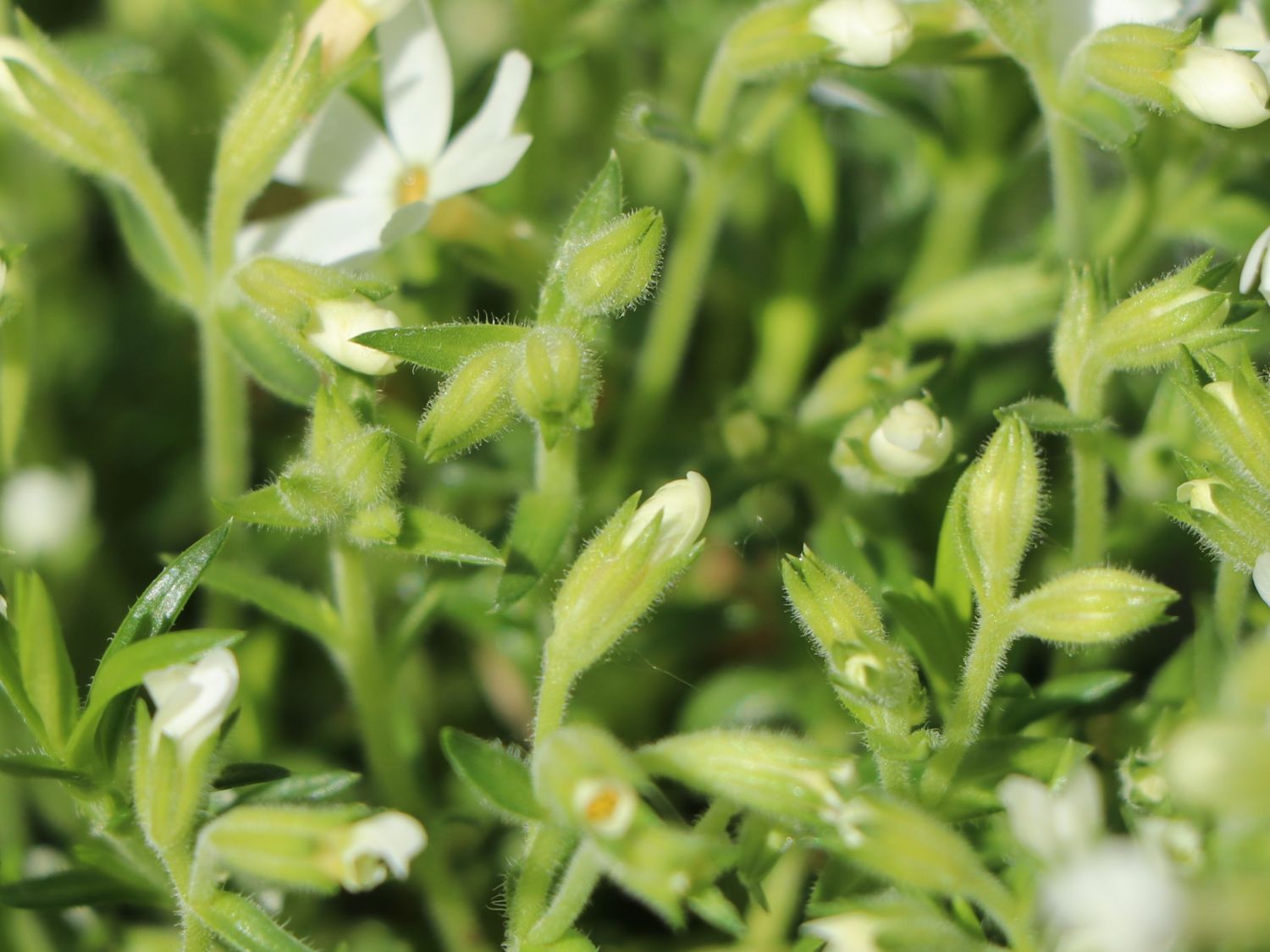 Teppich-Flammenblume 'Snowflake' - Phlox subulata 'Snowflake'